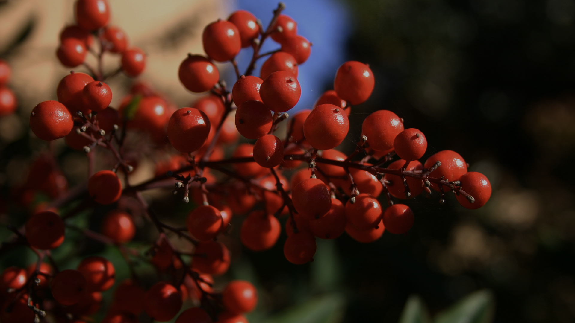 源自蔓越莓的灵感-The Cranberry Moment